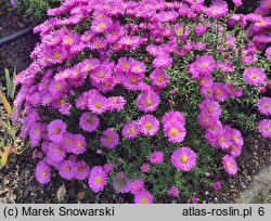 Symphyotrichum dumosum Heinz Richard