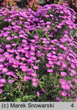 Symphyotrichum dumosum Heinz Richard