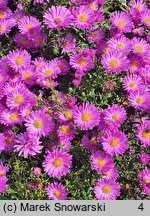 Symphyotrichum dumosum Heinz Richard