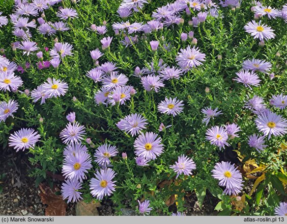 Symphyotrichum novi-belgii Diana