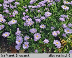 Symphyotrichum novi-belgii Diana