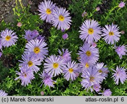 Symphyotrichum novi-belgii Diana