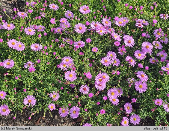 Symphyotrichum dumosum Rosemarie Sallmann