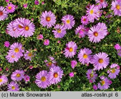 Symphyotrichum dumosum Rosemarie Sallmann