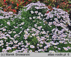Symphyotrichum dumosum Lednice