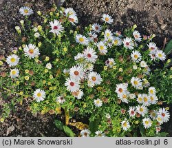 Symphyotrichum dumosum Apollo