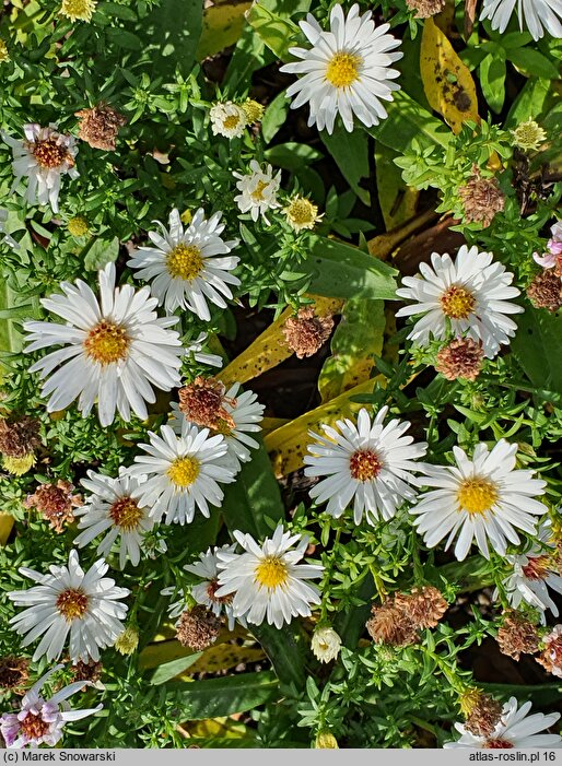 Symphyotrichum dumosum Apollo