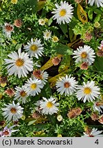 Symphyotrichum dumosum Apollo