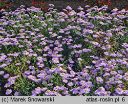 Symphyotrichum dumosum Prof. Anton Kippenberg