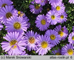 Symphyotrichum dumosum Prof. Anton Kippenberg