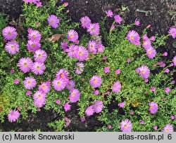 Symphyotrichum dumosum Herbstgruss vom Bresserhof