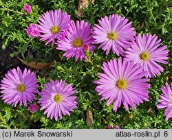 Symphyotrichum dumosum Herbstgruss vom Bresserhof