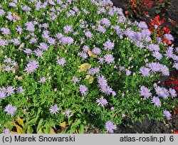 Symphyotrichum dumosum Blaubux