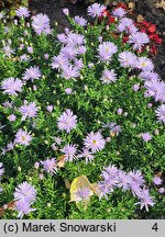 Symphyotrichum dumosum Blaubux