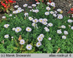 Symphyotrichum dumosum Kristina