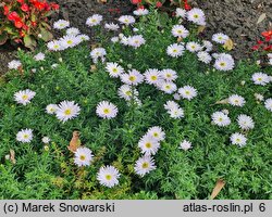 Symphyotrichum dumosum Kristina