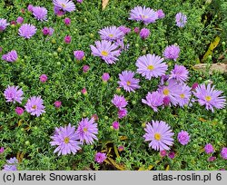 Symphyotrichum dumosum Lilac Time