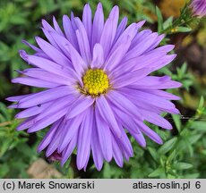 Symphyotrichum novi-belgii Blue Lagoon