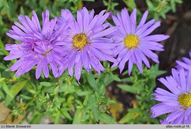 Symphyotrichum novi-belgii Blue Lagoon