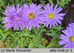Symphyotrichum novi-belgii Blue Lagoon