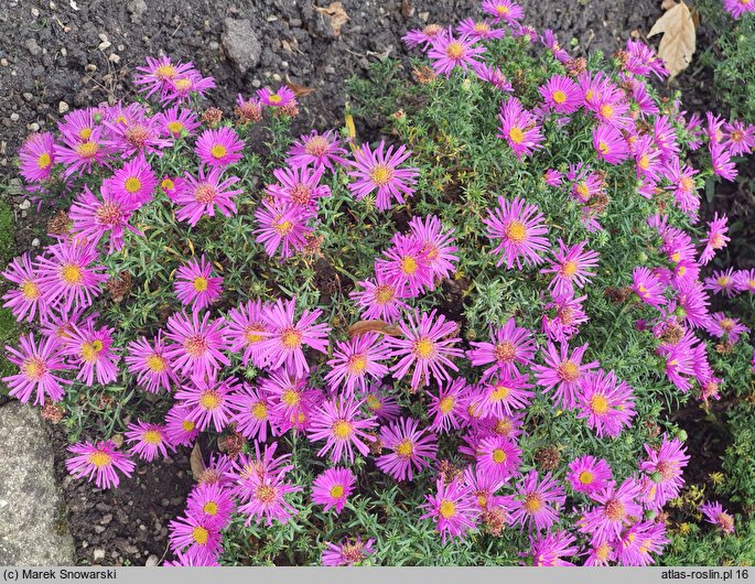 Symphyotrichum dumosum Jenny