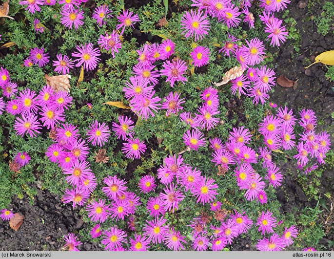 Symphyotrichum dumosum Alice Haslam