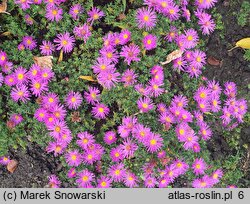 Symphyotrichum dumosum Alice Haslam