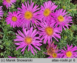 Symphyotrichum dumosum Alice Haslam