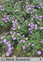 Symphyotrichum dumosum Blue Baby