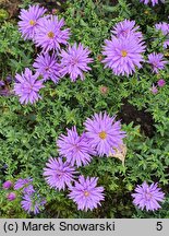 Symphyotrichum dumosum Blue Baby