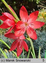 Hesperantha coccinea (hesperanta szkarłatna)