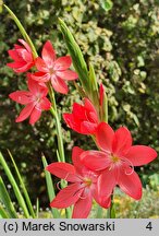 Hesperantha coccinea (hesperanta szkarłatna)