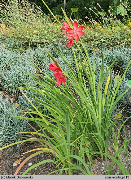 Hesperantha coccinea (hesperanta szkarłatna)