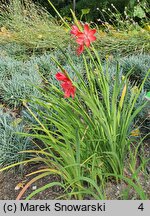 Hesperantha coccinea (hesperanta szkarłatna)