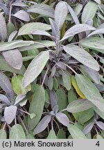 Salvia officinalis Purpurea