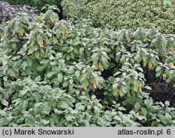 Salvia officinalis Crispa