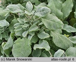 Salvia officinalis Crispa