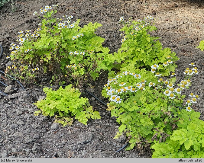 Tanacetum parthenium Aureum