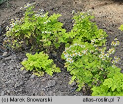 Tanacetum parthenium Aureum