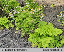 Tanacetum parthenium Aureum