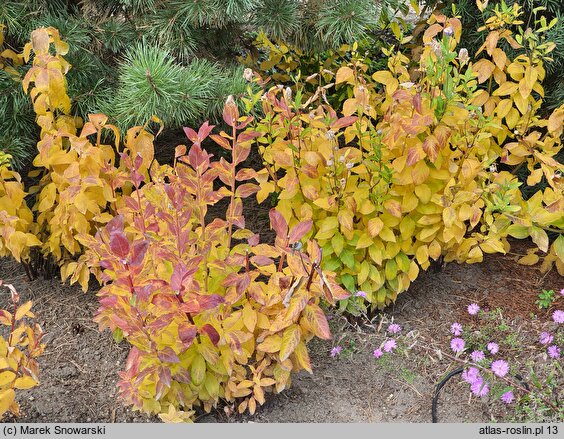 Platycodon grandiflorus Mariesii