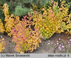 Platycodon grandiflorus Mariesii