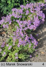 Aster sedifolius (aster wąskolistny)