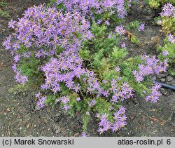 Aster sedifolius (aster wąskolistny)