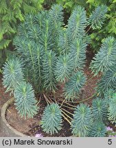 Euphorbia characias ssp. wulfenii (wilczomlecz błękitnawy Wulfena)