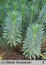 Euphorbia characias ssp. wulfenii (wilczomlecz błękitnawy Wulfena)