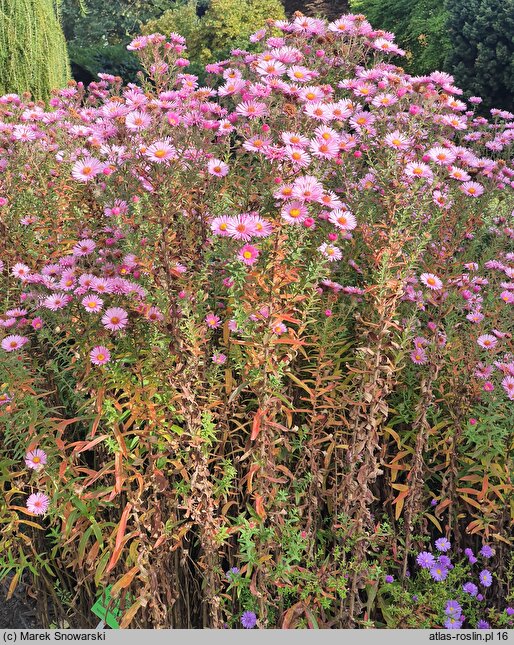 Symphyotrichum novae-angliae Rudelsburg