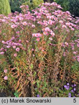 Symphyotrichum novae-angliae Rudelsburg