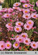 Symphyotrichum novae-angliae Rudelsburg