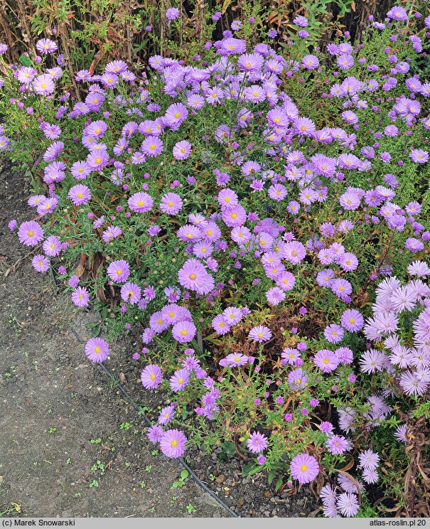 Symphyotrichum novi-belgii Patricia Ballard